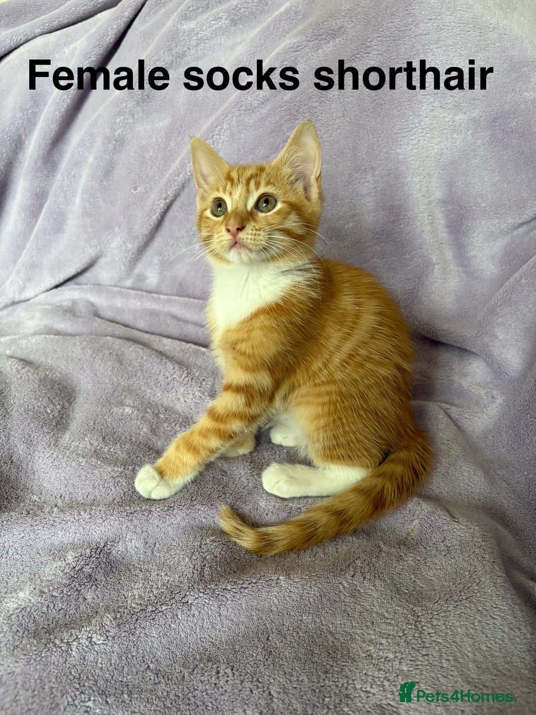 Mixed Breed cats for sale: Beautiful, friendly gingers! - Image 15