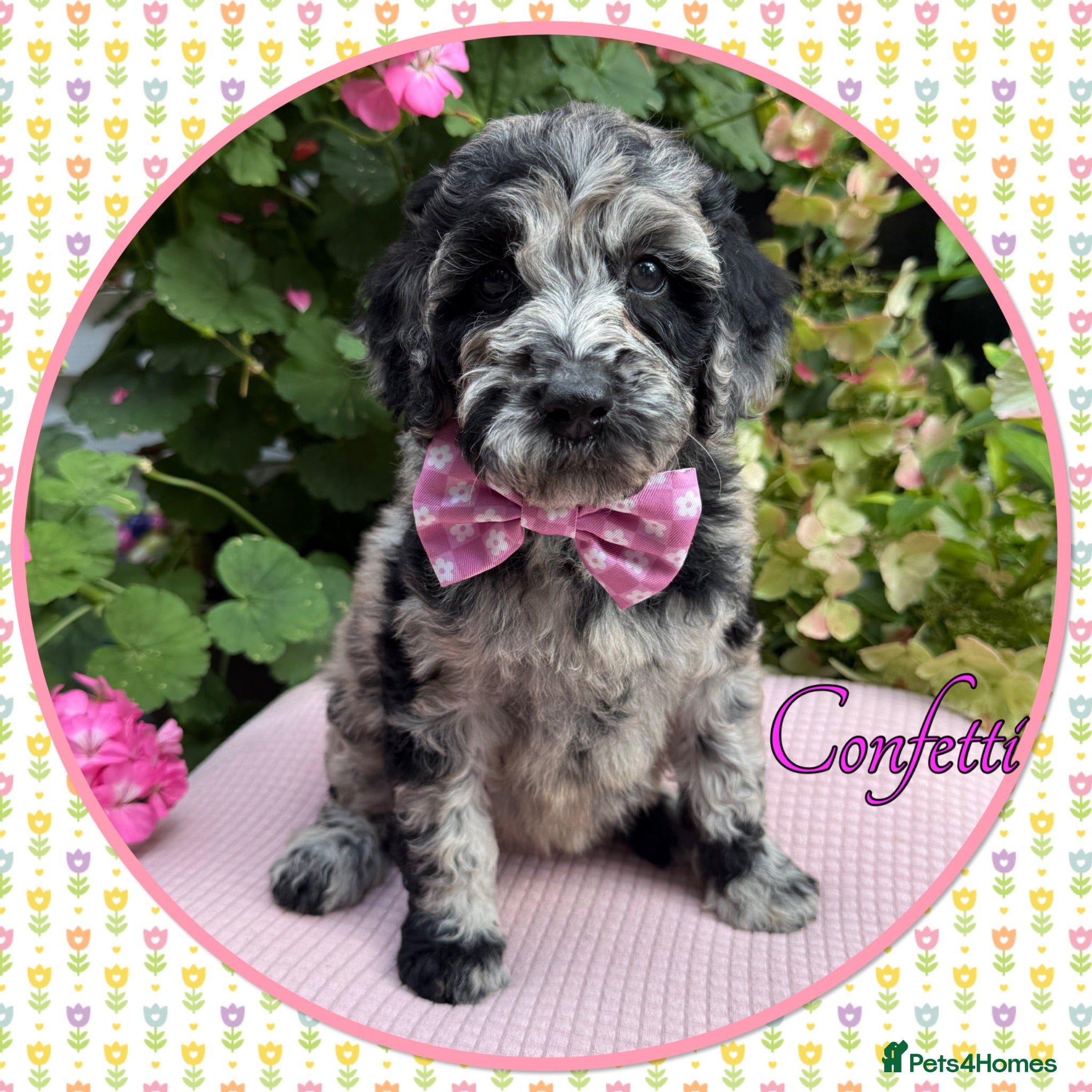 Labradoodle dogs 🌈CAN STAY FOR UPCOMING HOLS🌈OUTSTANDING PUPS🌈 - Advert 1
