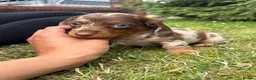 Miniature Dachshund dogs for sale: Short haired dachshunds  - Advert 4