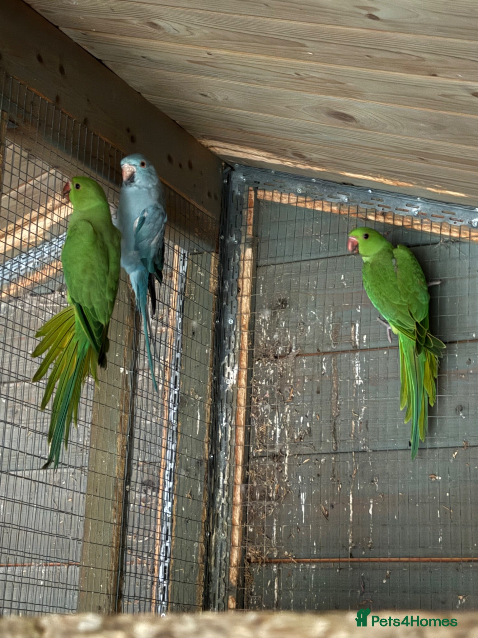 Ringnecks birds Baby ringnecks - Advert 4