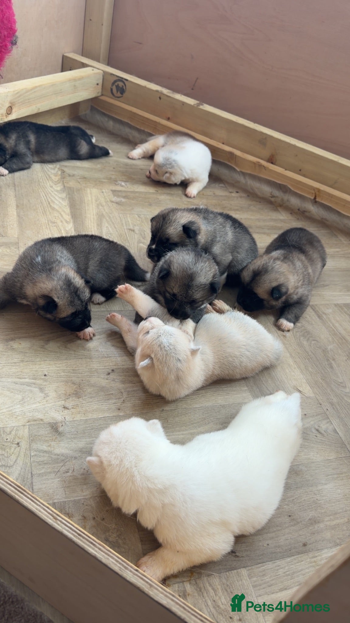Akita dogs Akita pups  - Advert 5