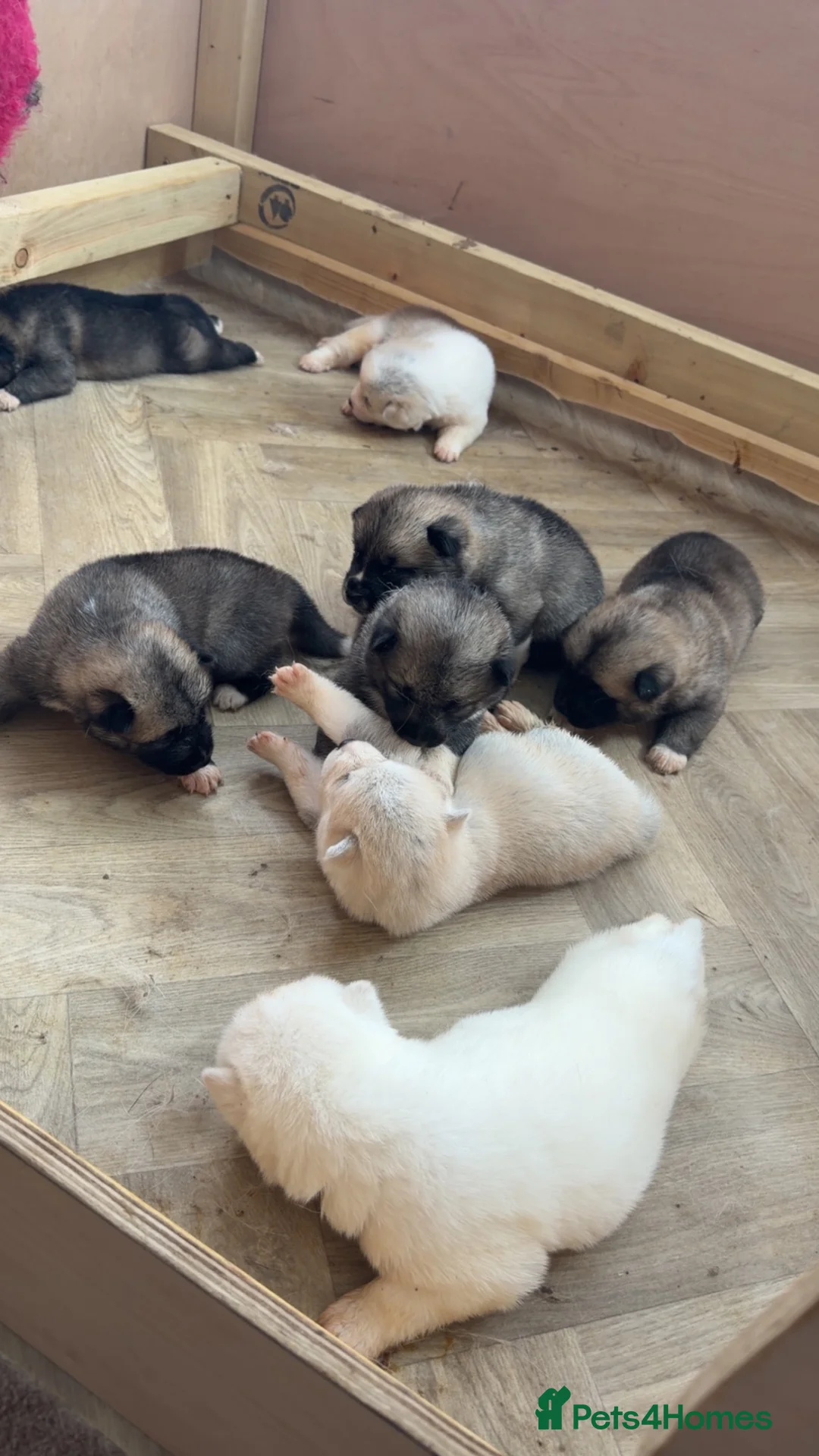 Akita dogs for sale: Akita pups  - Advert 1