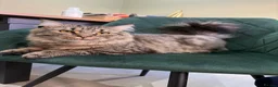 British Longhair cats for sale: 💙 meet churro 💙 in Wolverhampton - Advert 5