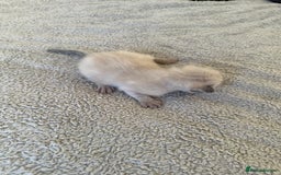 Ragdoll cats for sale: RAGDOLL X KITTENS  - Image 10