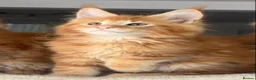 Maine Coon cats for sale: Ready Now TICA Registered Maine Coon Kittens Red - Advert 18