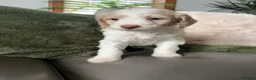 Bernedoodle dogs for sale: Stunning bernedoodle puppies  - Advert 24