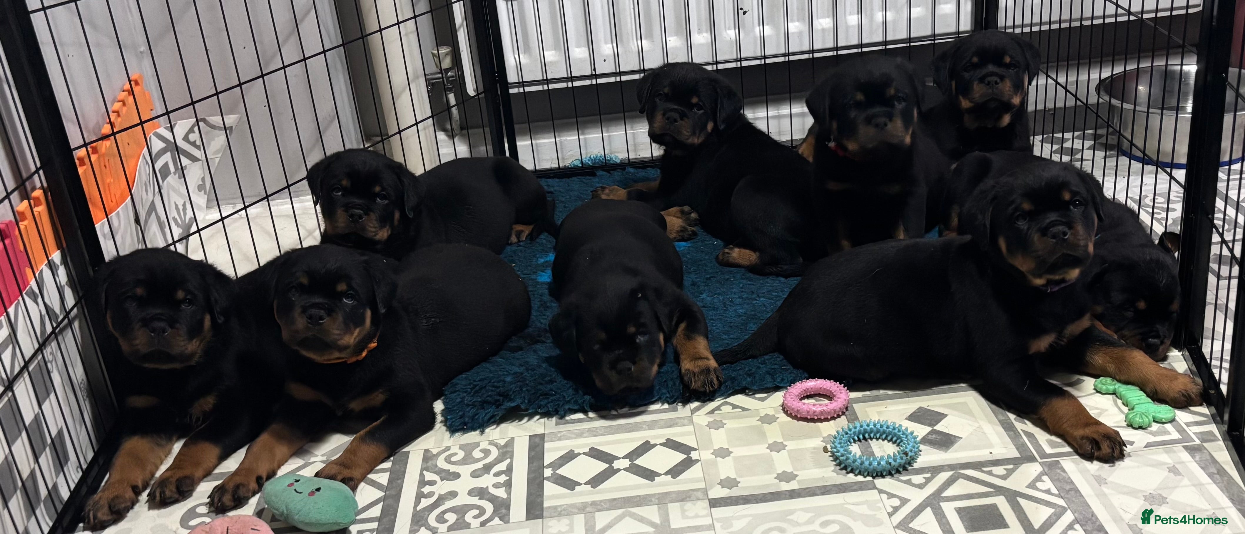 Rottweiler dogs Top Quality KC Health Tested Rottweiler Puppies  - Advert 1