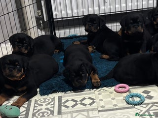 Rottweiler dogs Top Quality KC Health Tested Rottweiler Puppies - Advert 12