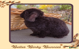 Mini Lop rabbits for sale: 🧡 SOLD 🧡 - Image 2