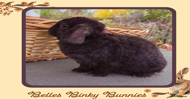 Mini Lop rabbits - Advert 6