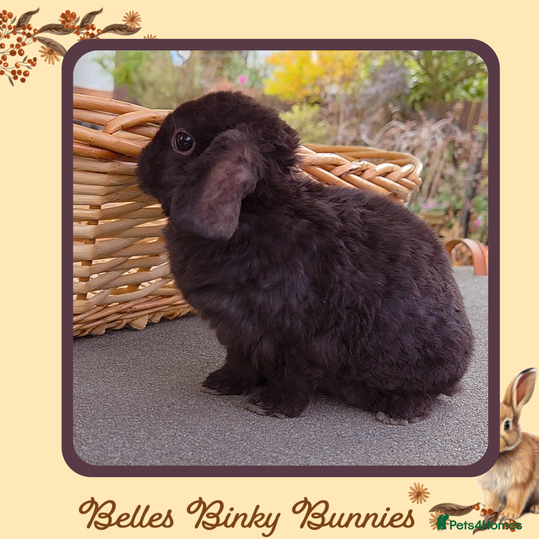 Mini Lop rabbits for sale: 🧡 SOLD 🧡 - Image 2