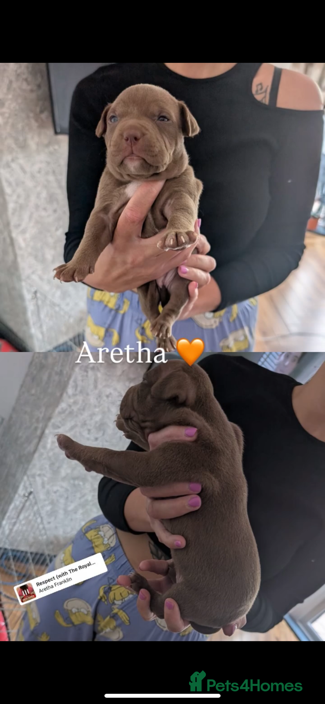 American Bully dogs for sale: Pocket bully pups - Image 24