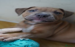 Dorset Olde Tyme Bulldogge dogs for sale: Olde Tyme Bulldog Cross Puppies - Ready Now - Image 2