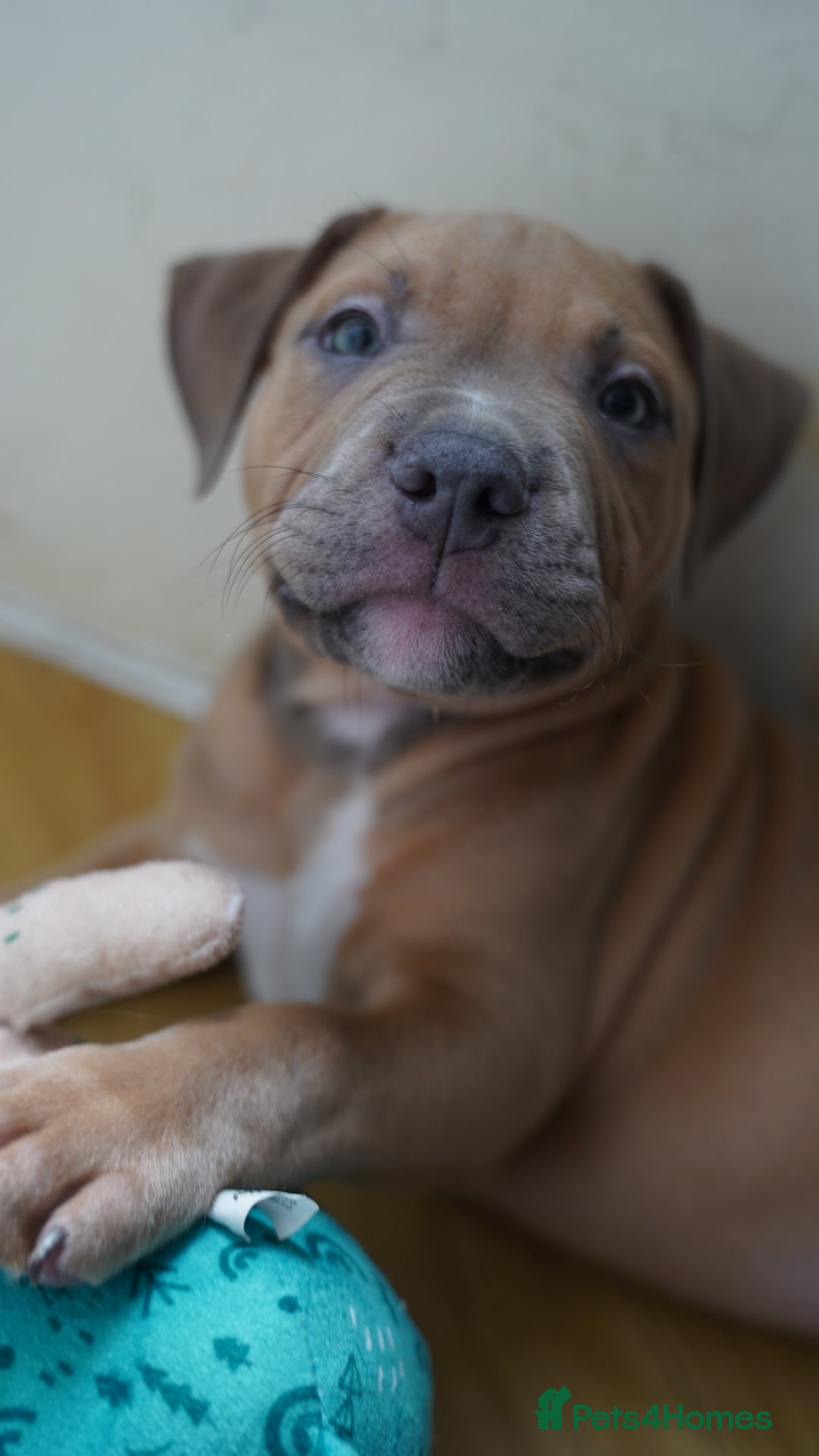 Dorset Olde Tyme Bulldogge dogs for sale: Olde Tyme Bulldog Cross Puppies - Ready Now - Image 2