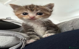 Ragdoll cats for sale: Ragdoll cross bengal - Image 8