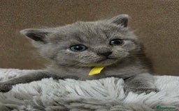 British Shorthair cats for sale: Beautiful BSH Kittens  - Advert 22