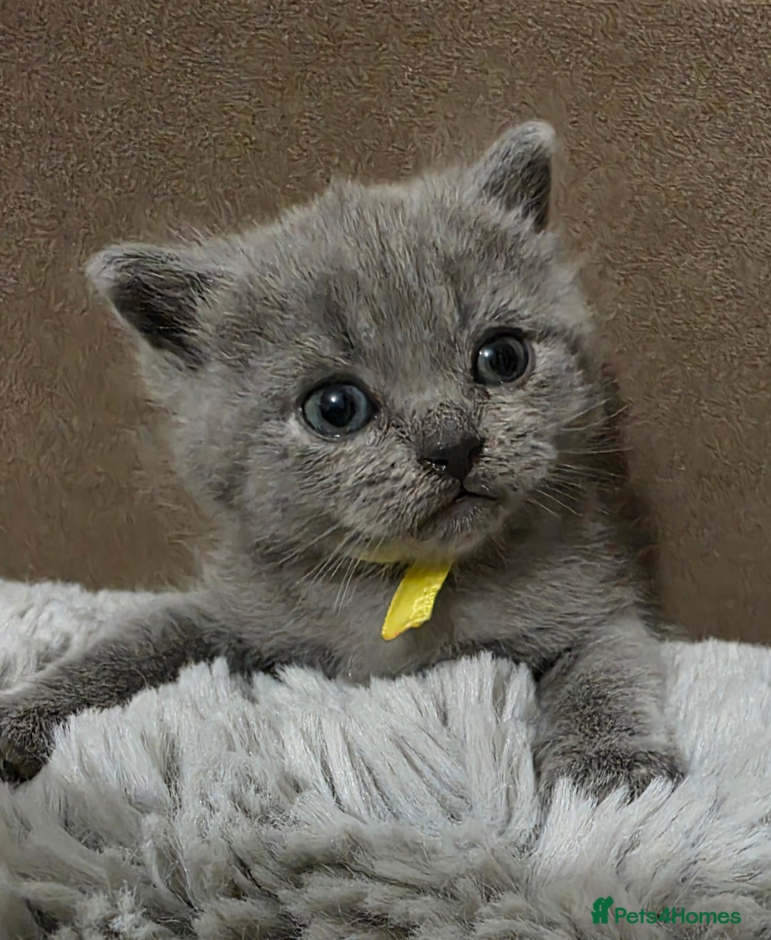 British Shorthair cats for sale: Beautiful BSH Kittens  - Advert 22