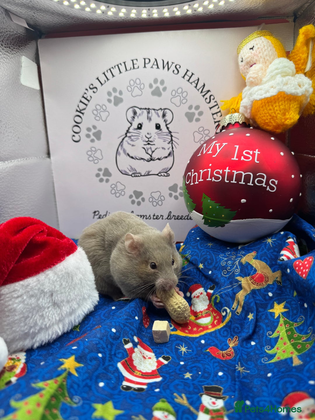 Hamster rodents for sale: Pedigree Syrian hamster  - Advert 5