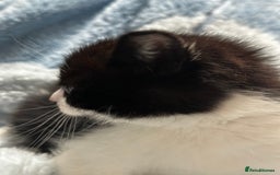 Domestic Shorthair cats for sale: Beautiful Domestic Cats-Mum,Dad&3 Adorable Kittens - Image 32