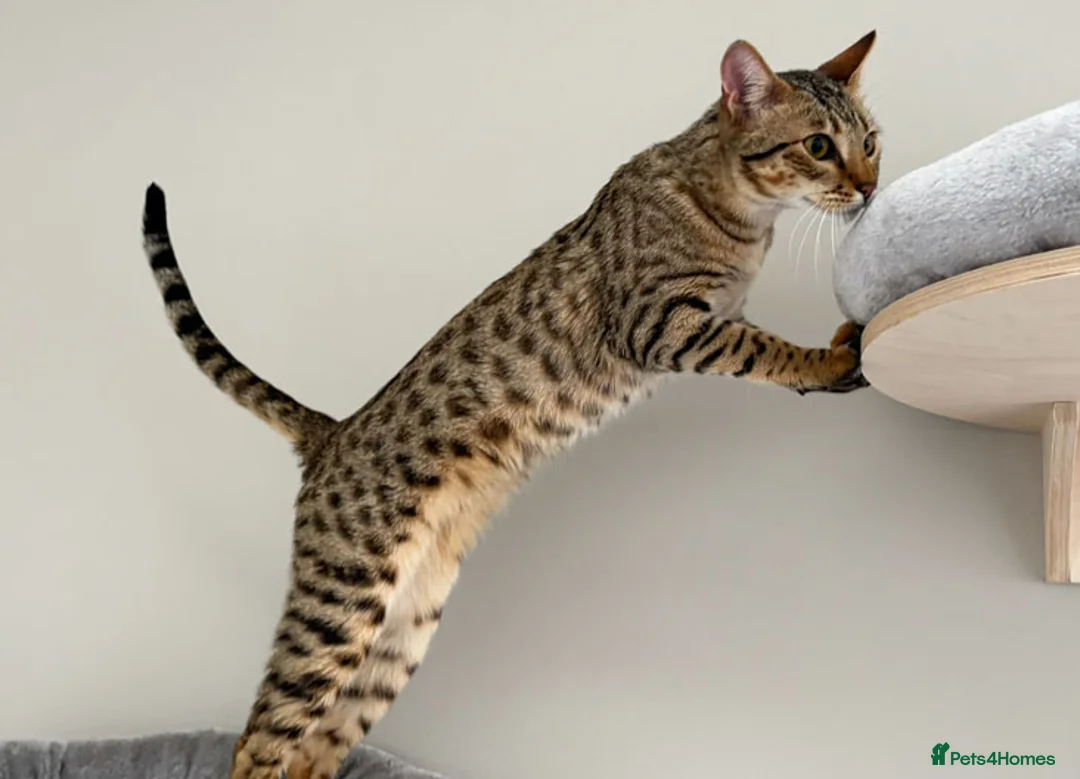 Savannah cats for sale: Sittingpretty Squealer F5 SBT Savannah female - Advert 2