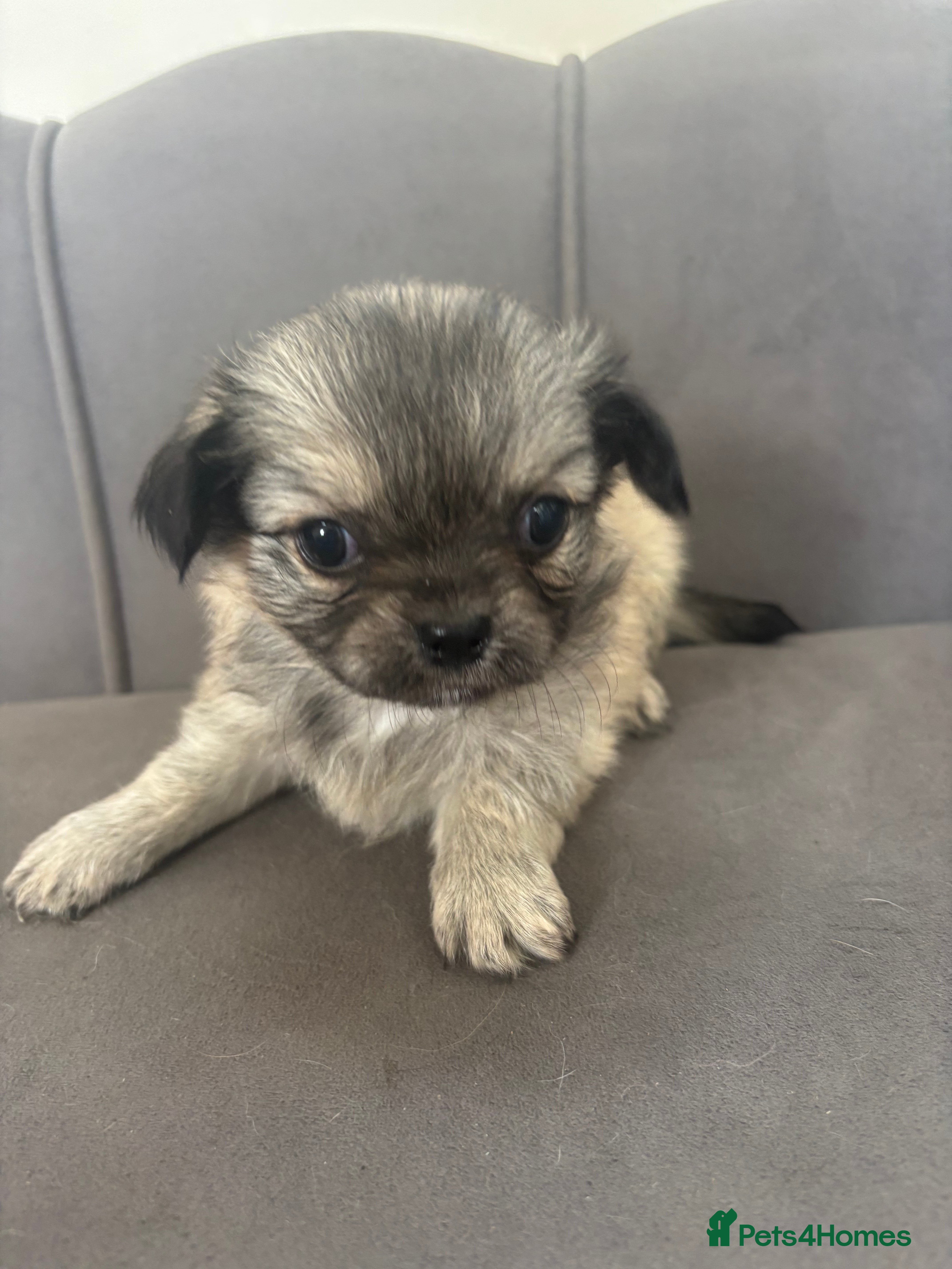 Chihuahua dogs KC Reg Chihuahua Pups - Advert 2