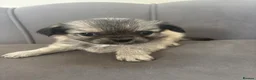 Chihuahua dogs for sale: KC Reg Chihuahua Pups - Advert 2