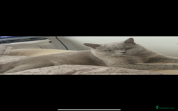 British Shorthair cats for sale: British shorthair (lilac) - Image 1