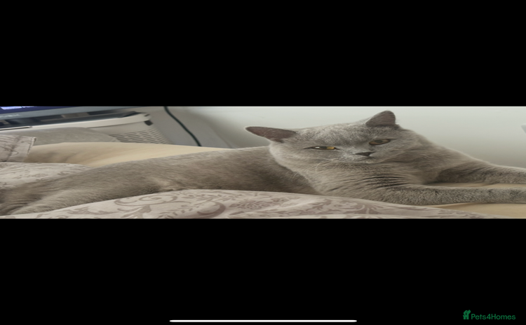 British Shorthair cats for sale - Advert 1