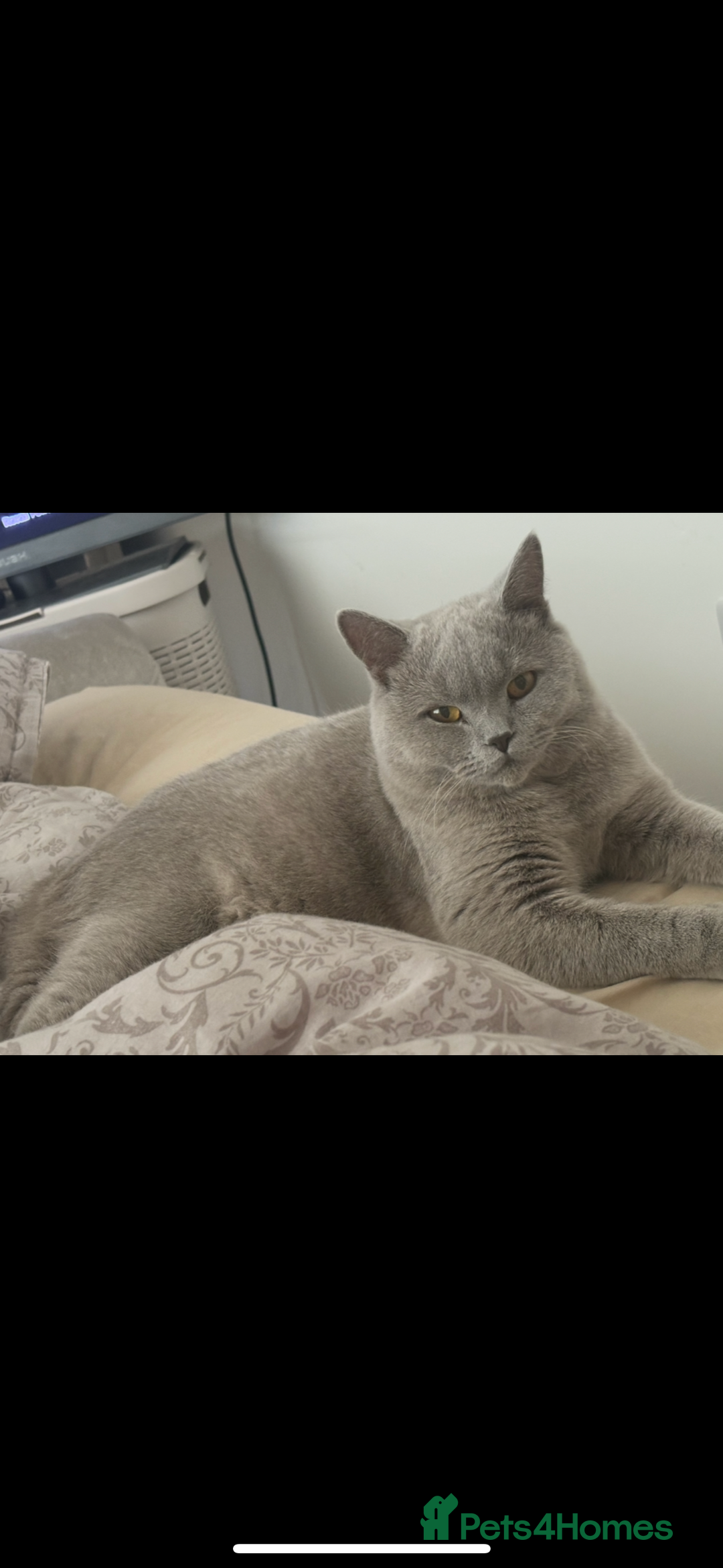 British Shorthair cats for sale: British shorthair (lilac) - Image 1