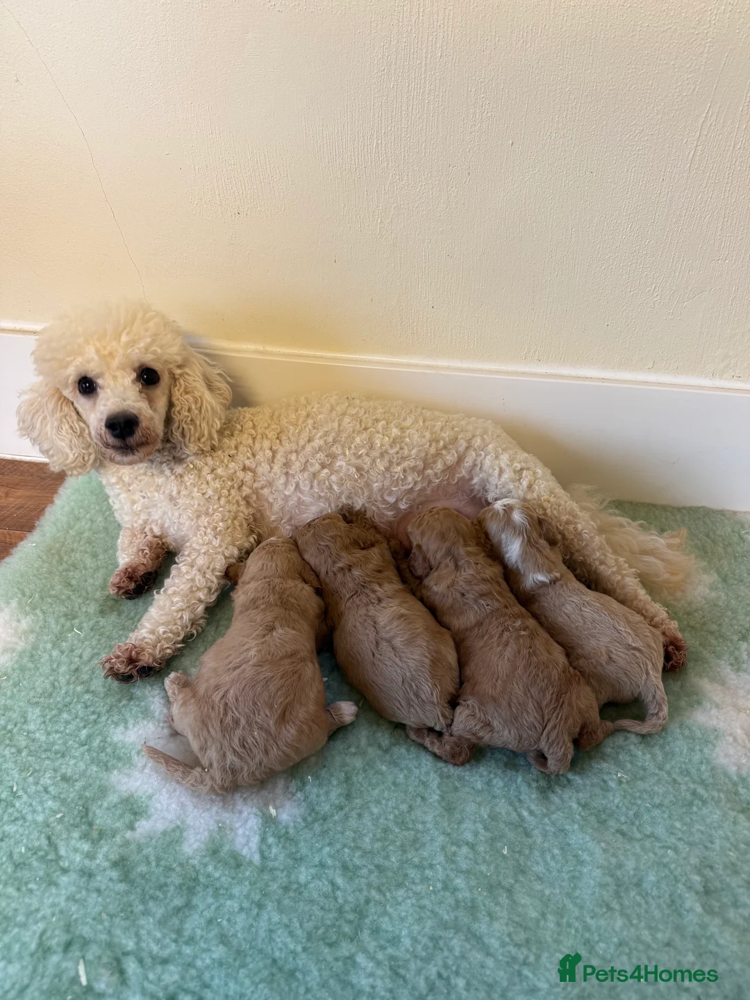 Miniature Poodle dogs for sale: 🧬✅KENNEL CLUB REGISTERED MINIATURE POODLES   - Advert 4
