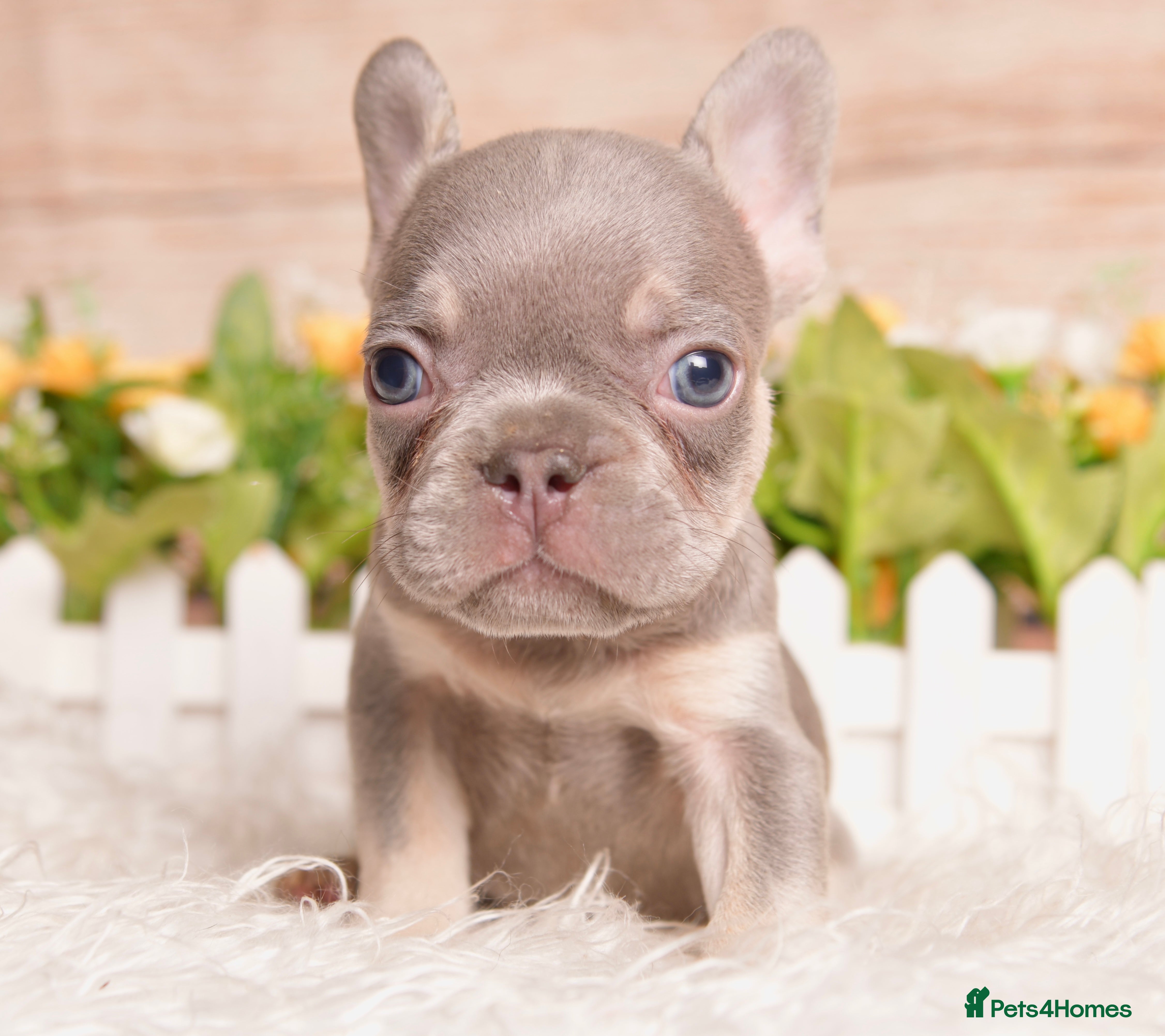 French Bulldog dogs for sale: Kc registered french bulldog puppies  - Advert 1