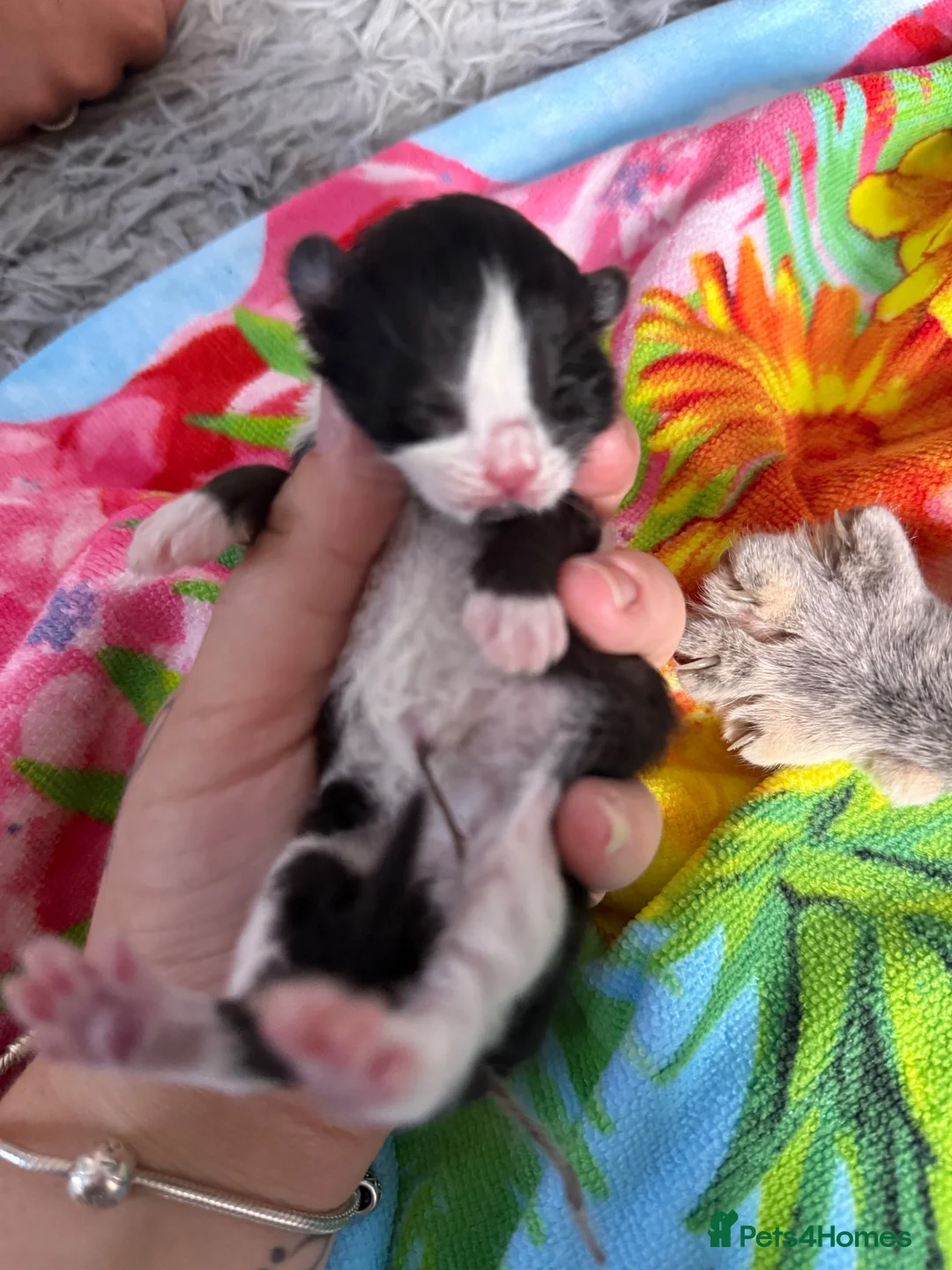 Mixed Breed cats for sale: Gorgeous kittens  in Wrexham - Advert 6