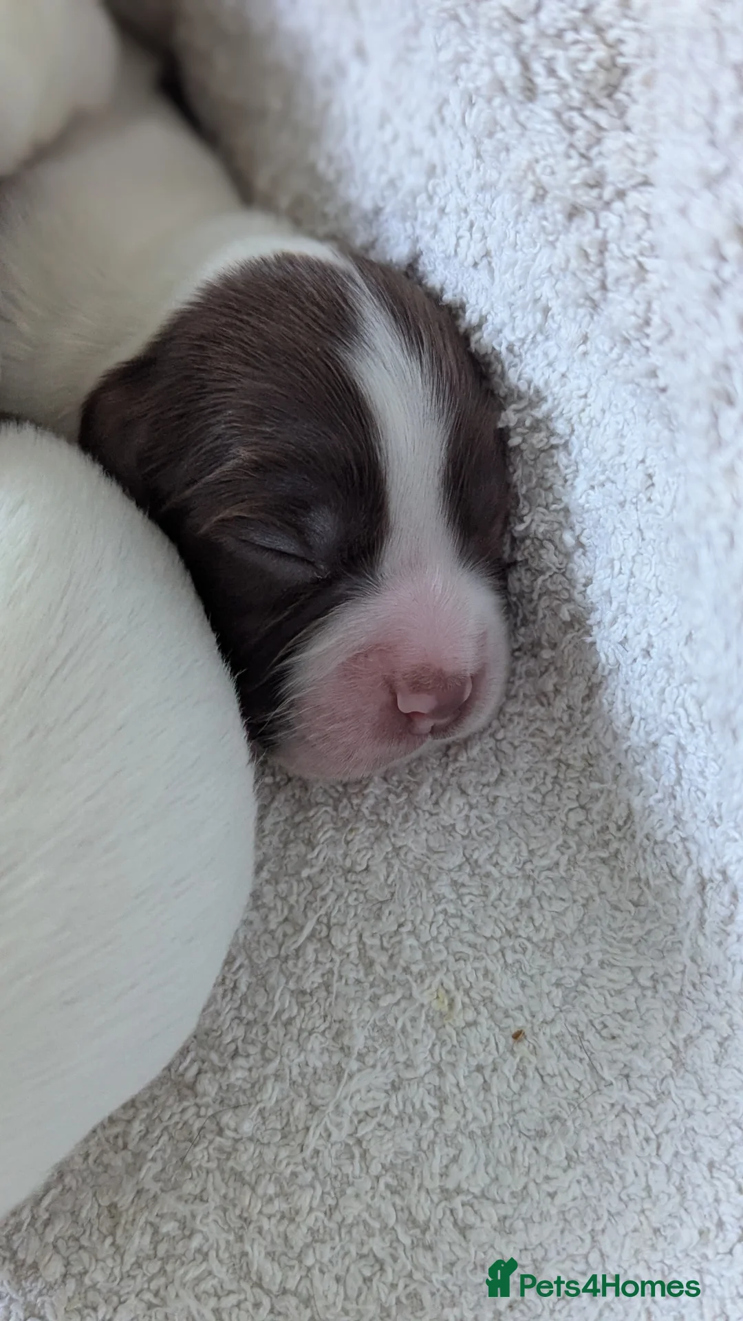 Sprocker dogs for sale: Sprocker Puppies - Cocker x Springer Spaniel - Advert 7