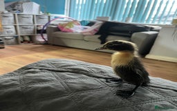 Chickens poultry for sale: Silkies - ducklings - Drakes - Advert 31