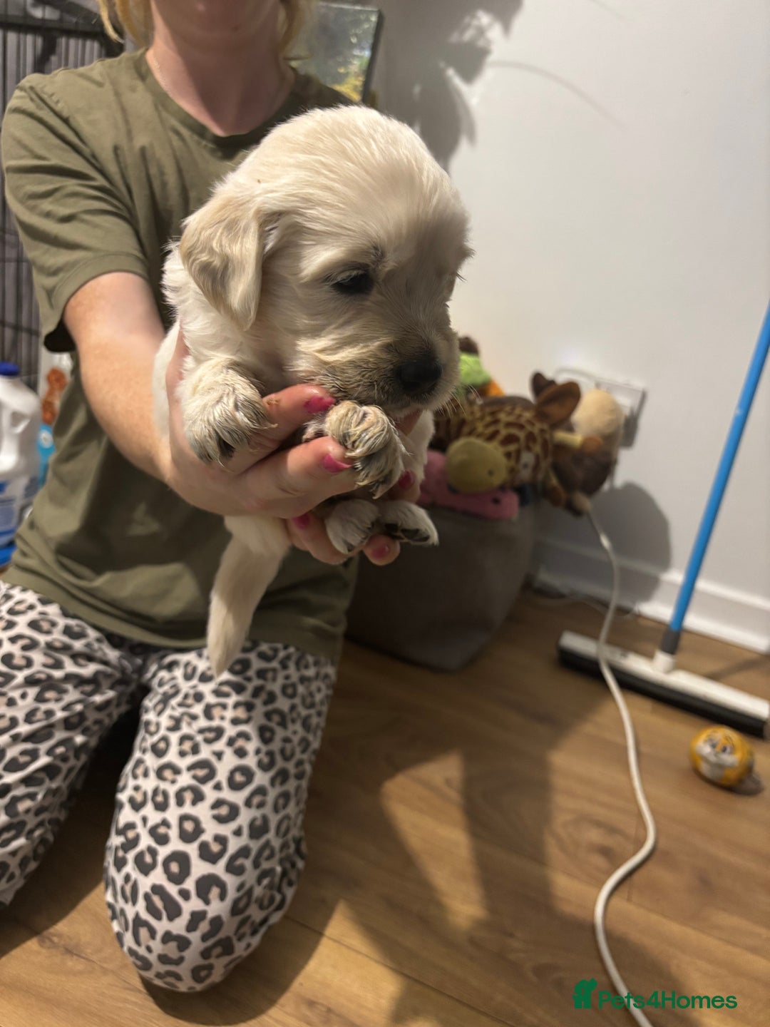 Golden Retriever dogs for sale: Golden Retriver puppies  - Advert 2