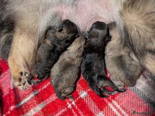 Pomeranian dogs Stunning fluffy balls - Advert 16