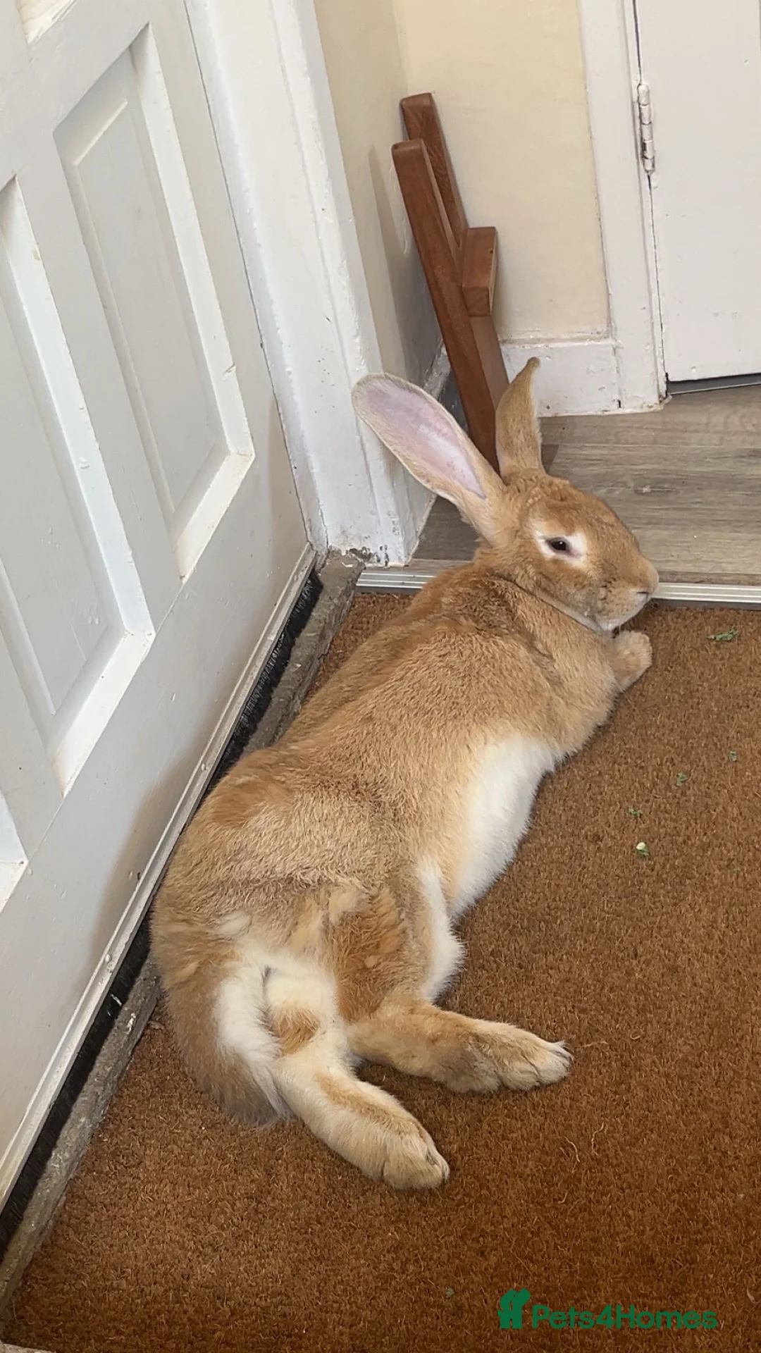 Continental Giant rabbits for sale: Conti giant **indoor home only in Farnham - Advert 2