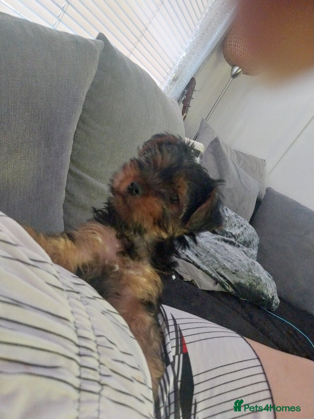Yorkshire Terrier dogs for sale: Puppies  - Image 2