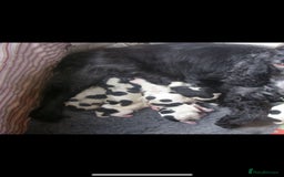 Cocker Spaniel dogs for sale: 1 beautiful cocker spaniel bony left  - Image 5
