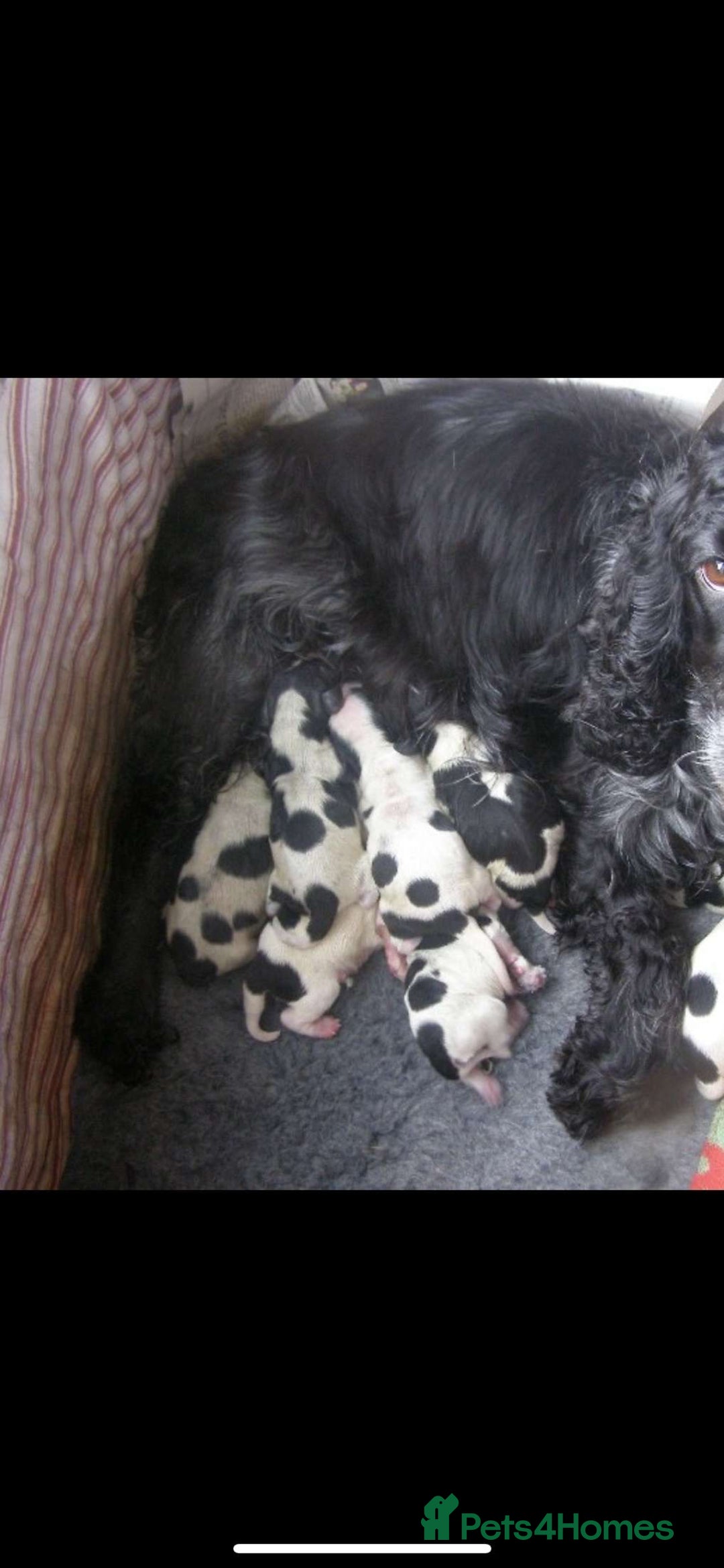 Cocker Spaniel dogs for sale: 1 beautiful cocker spaniel bony left  - Image 5