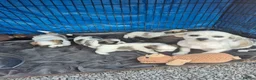 Lhasa Apso dogs for sale: Lhasa Apso Puppies  - Advert 10