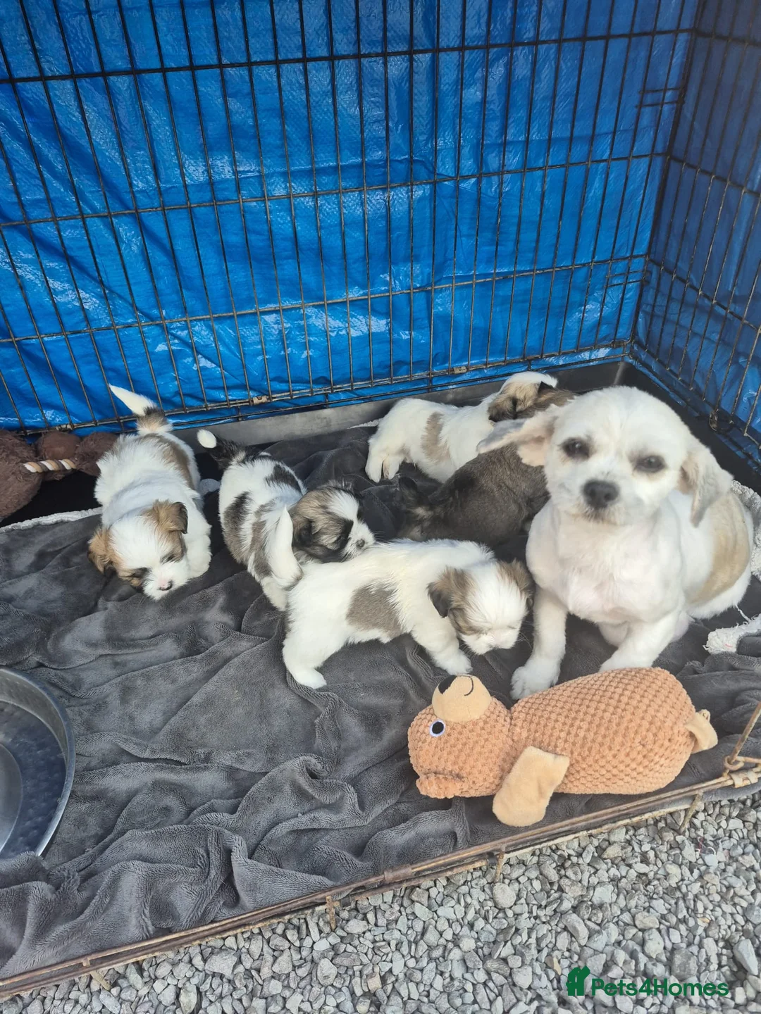 Lhasa Apso dogs for sale: Lhasa Apso Puppies  - Advert 10