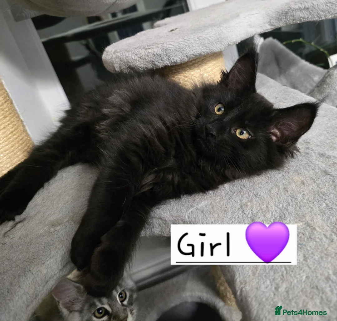 Maine Coon cats for sale: Pedigree TICA Maine Coon kittens READY  - Advert 4