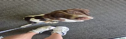 English Springer Spaniel dogs for sale: 16 week old springer spaniel puppy  in Eastbourne - Advert 1