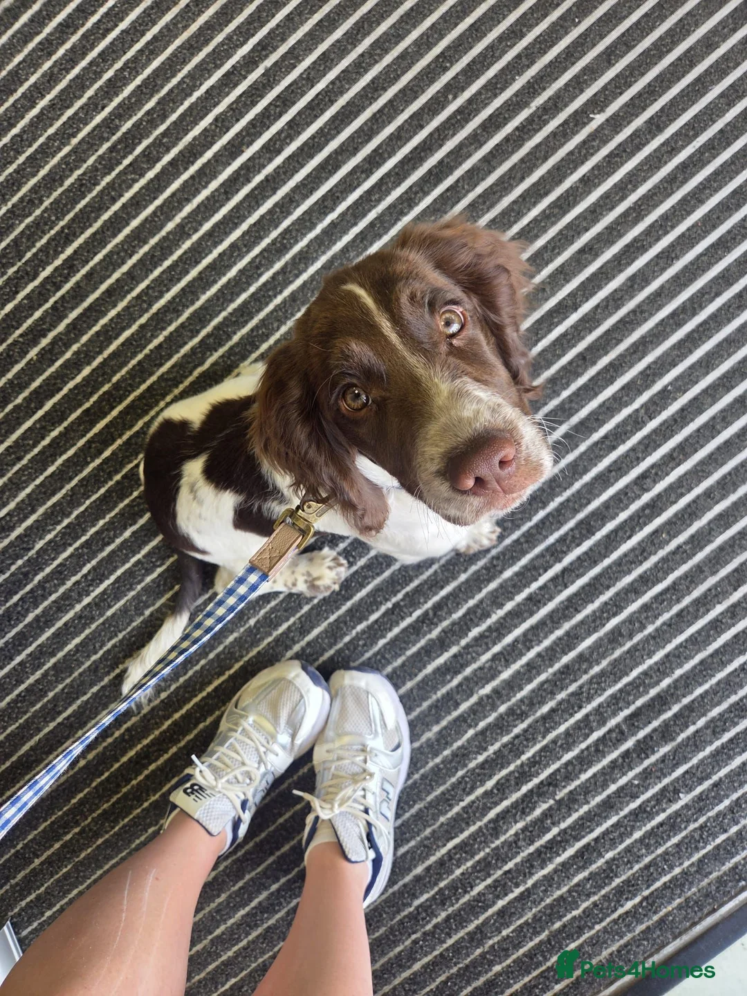 English Springer Spaniel dogs for sale: 16 week old springer spaniel puppy  in Eastbourne - Advert 1