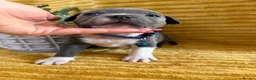 Staffordshire Bull Terrier dogs for sale: KC Blue Staffordshire bull terrier puppies  - Advert 3