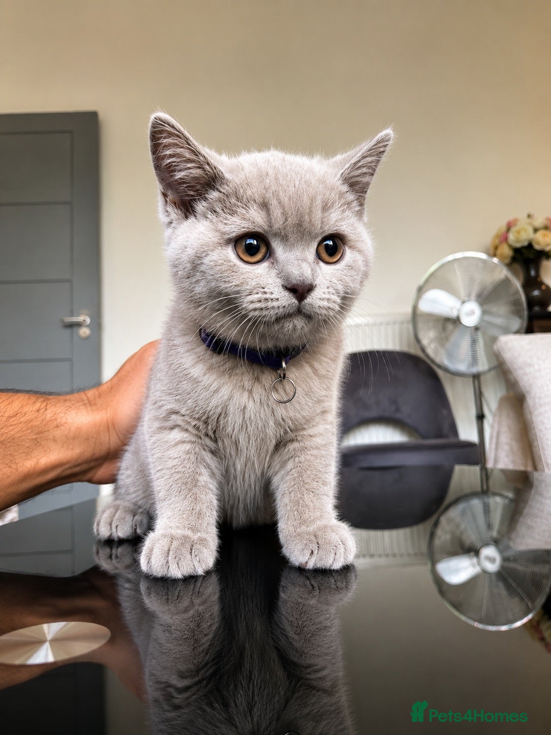 British Shorthair cats British Shorthair Lilac 🩶 - Advert 2