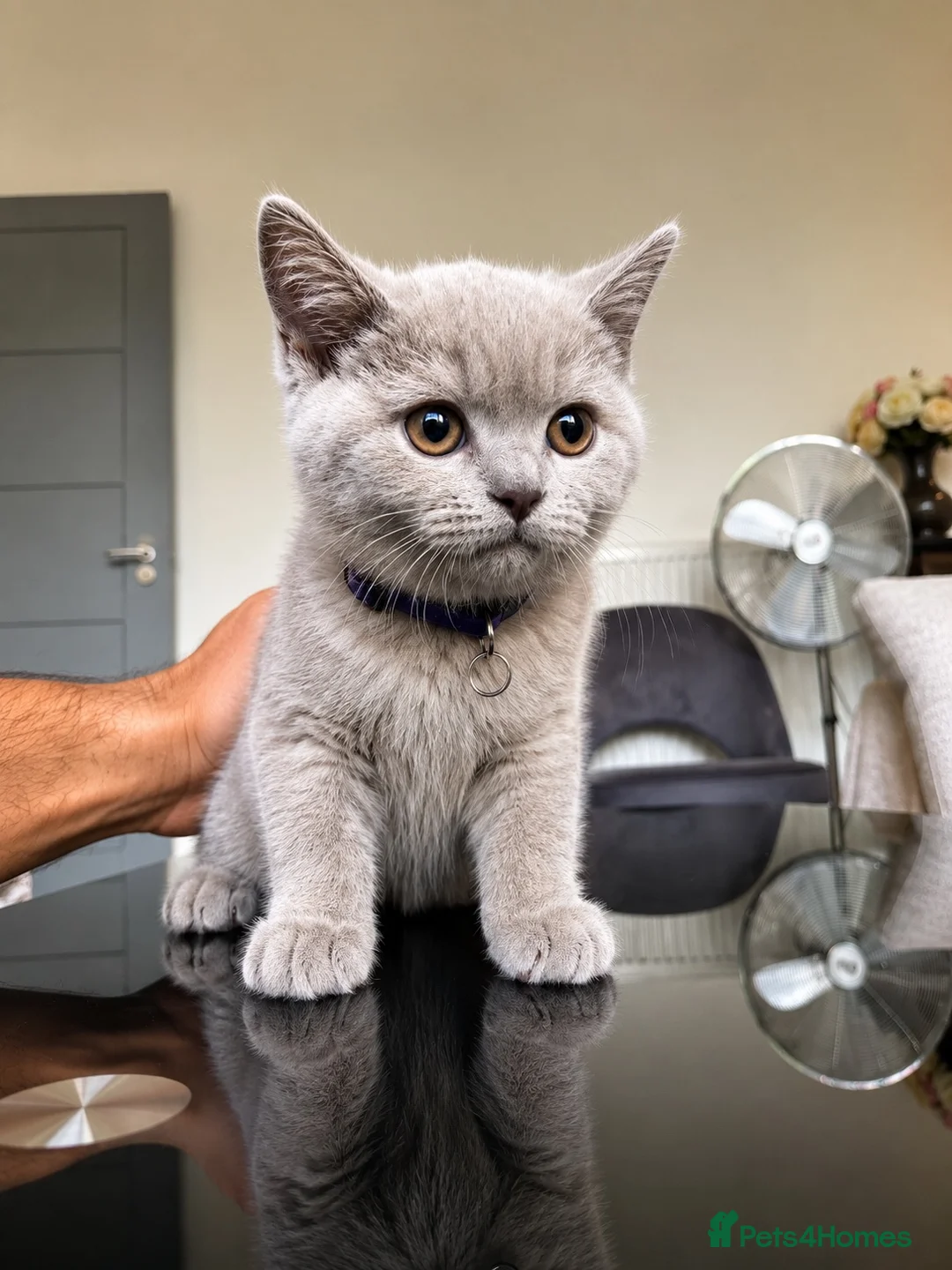 British Shorthair cats for sale: British Shorthair Lilac 🩶 - Advert 2