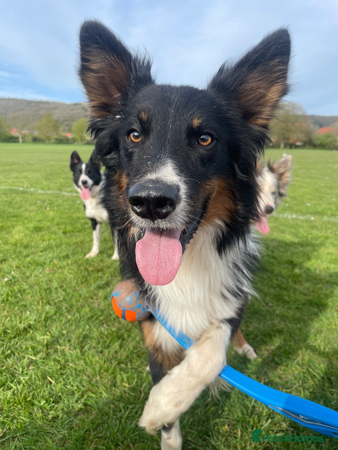Border Collie dogs for sale: 4 Collie pups for sale - Advert 9