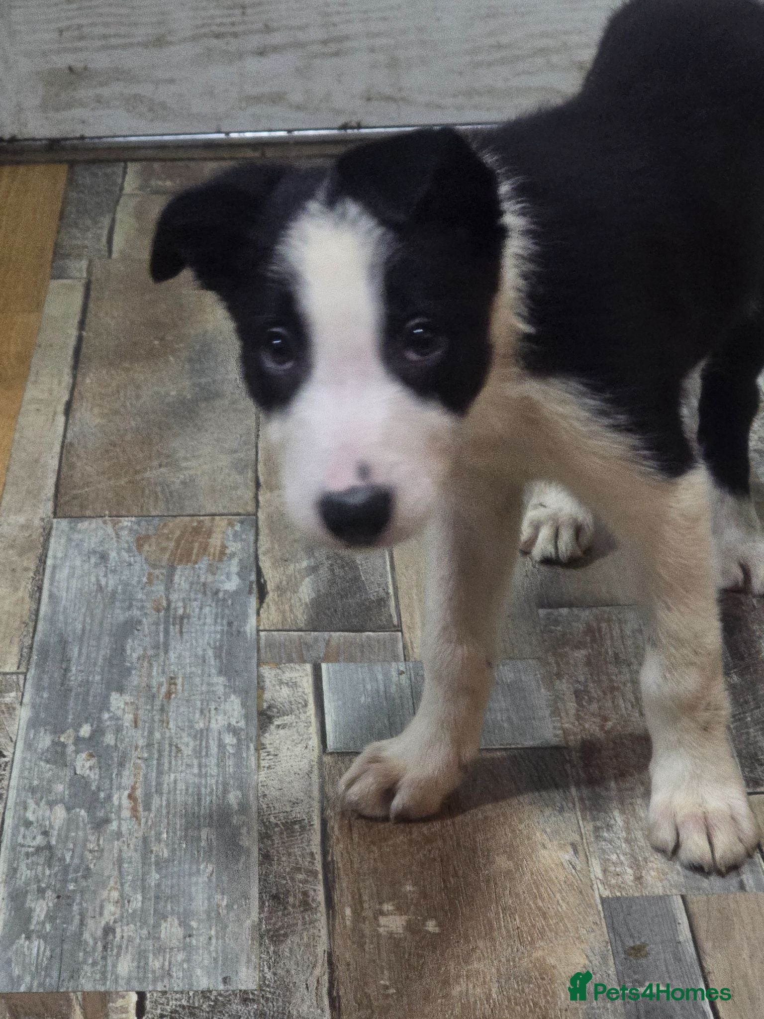 Border Collie dogs READY NOW Male Border Collie Pup - Advert 11